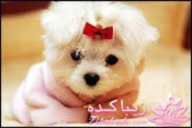 نظرتون راجع به سگ خونگی چیه؟